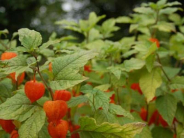 Altın Çilek Altın Çağını Yaşayacak