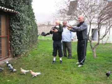 Güvercin Hırsızlıkları Arttı