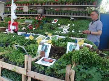 Bahar Geldi Fideye Rağbet Arttı