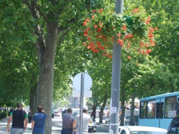 Direkler Çiçek Açtı