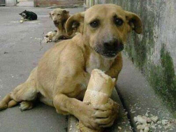 Yalova Patırtı Çıkartacak