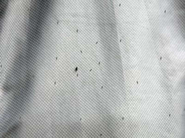 Yalova Sahilinde Sinek Akını