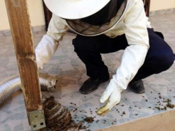 Eşek Arıları Vilaya Yuva Yaptı