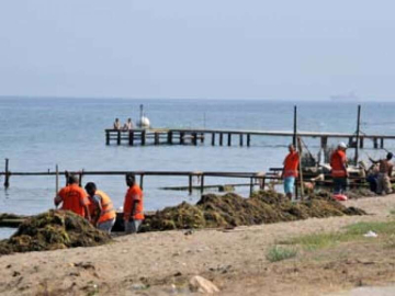 Sahil Yosunlardan Arındırılıyor