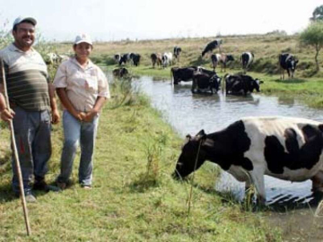 Hayvanlar Dere Yataklarında Otluyor