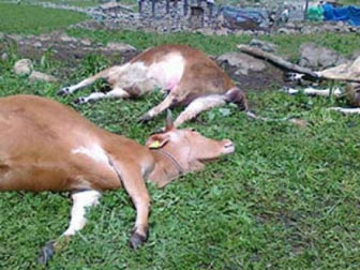 Akköy'de 26 Hayvan Kene Zehirlenmesinde Telef Oldu