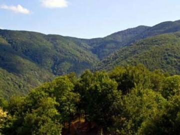 2013 Yılında 122 Bin Fidan Dikildi