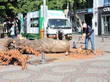 300 Yıllık Çınar 3 Dakikada Tarih Oldu