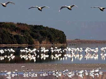 Hersek Gölü Kuş Cenneti Olacak