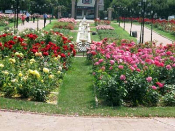 Yalova Gül Şehri Olacak