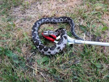 Sıcaktan Bunalan Yılan Araca Girdi