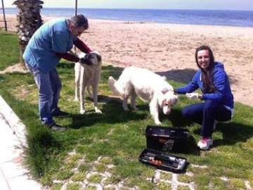 Sokak Hayvanları Güvende