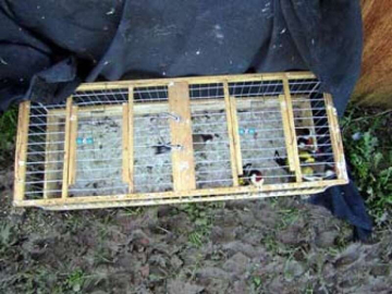 Saka Kuşları Özgürlüklerine Kavuştu