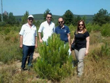 5 Hektar Alana Çam Ormanı Oluşturuluyor