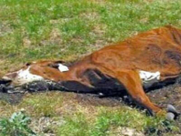 Kaytazdere'de Karantina