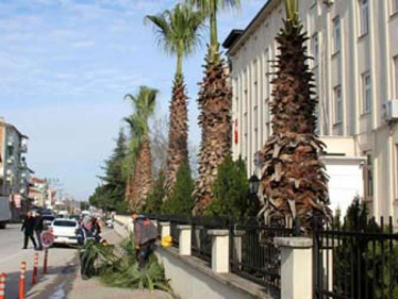 200 Palmiyeye Kış Bakımı Yapılıyor