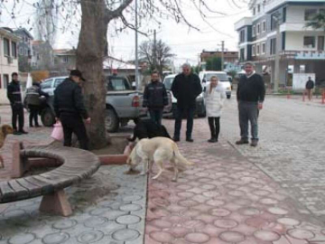 Kaytazdere'de Hayvanlara Yem Verildi