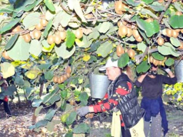 "Yalova'nın Adı Artık Kivi İle Anılıyor"
