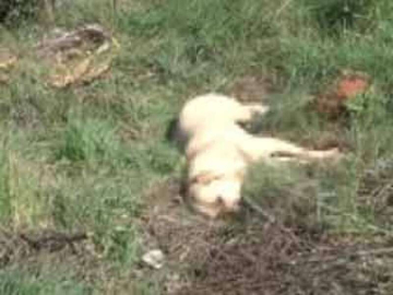  Sokak Hayvanlarının Telef Edildiği İddiası