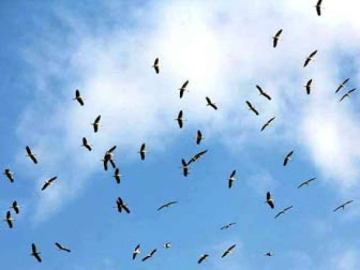 Yazın Habercisi Leylekler Gelmeye Başladı