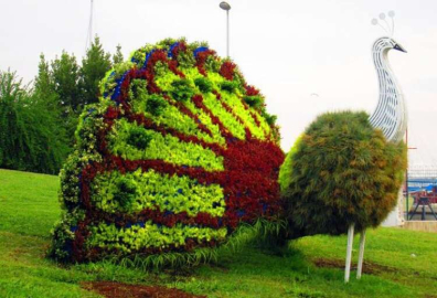Çiçek Tavuskuşu Görenleri Hayran Bırakıyor