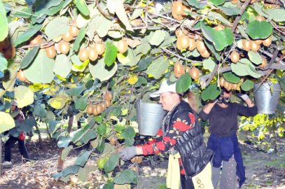 Kivi Hasadı Hızla Devam Ediyor