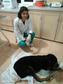 Çınarcık’ta 240 Sokak Hayvanı Tedavi Edildi