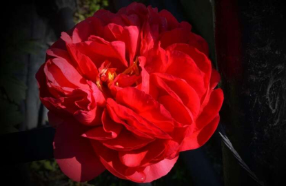 Yalova Rüyası Görenleri Hayran Bırakıyor