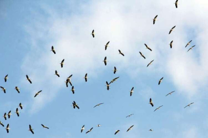 Leyleği Havada Gördük