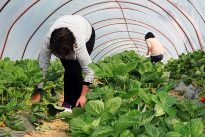 Kadın Çiftçilere Aronya Ve Çilek Bahçeleri Gezdirildi