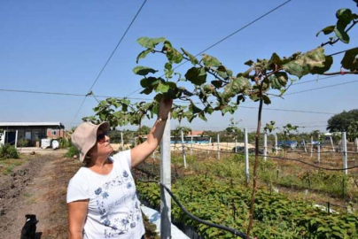 Kivi Üreticileri Biga Ve Gönen'e Kayıyor