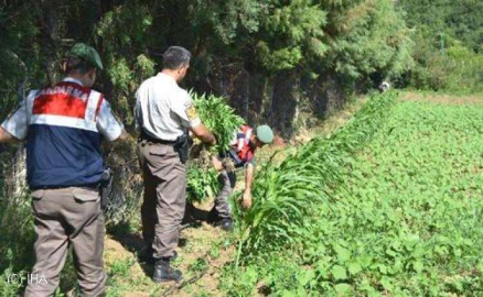 Jandarmadan Uyuşturucuya Darbe