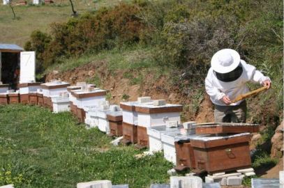 Arıcılara 175 Bin TL'lik Hibe Verilecek