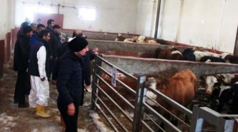 Genç Çiftçilere 198 Büyükbaş Hayvan Dağıtıldı