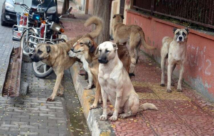 Köpekler Tehlike Saçıyor