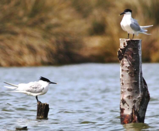 Hersek Lagünü’nde Yıllık Sayım Yapıldı