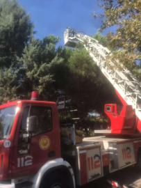 Kozalak Toplarken Canından Oldu