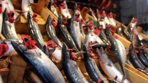 Ucuz Palamut Tezgahlarda Yerini Aldı