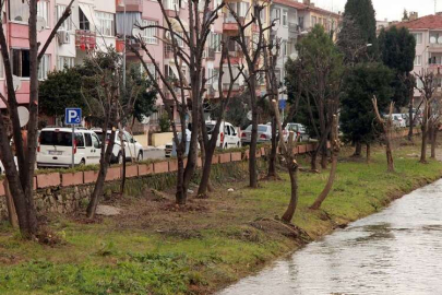 Dere Kenarındaki Ağaçlar Budandı