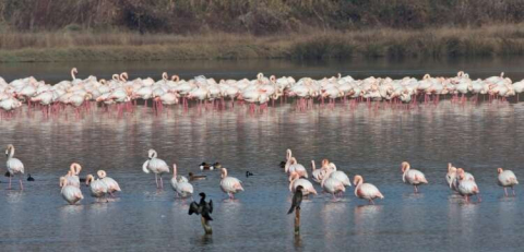 Hersek Lagününde Kuş Türü 208’e Çıktı