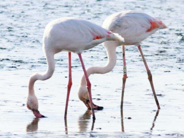 Hersek Lagünü, Tanıtımda Marka Oldu  