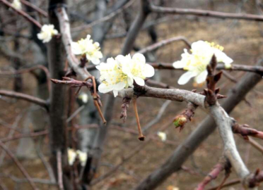Bahar Erken Geldi, Ağaçlar Çiçek Açtı