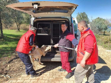 Esenköyde Kısırlaştırma Çalışması