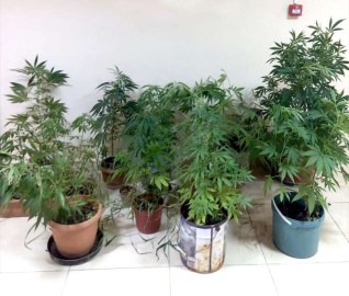 Saksıda Hint Keneviri Yetiştirince Başı Derde Girdi