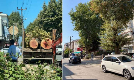 50 Yıllık Çınarlar 3 Dakikada Kesildi