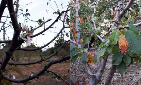 Kiraz Ağacı Ekim Ayında Çiçek Açtı
