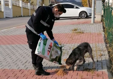 Termal Belediyesi Sokak Hayvanlarını Unutmuyor