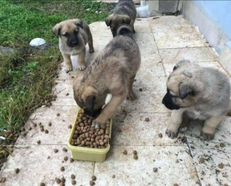 Sevimli Patilerden Sokak Hayvanlarına Mama Desteği