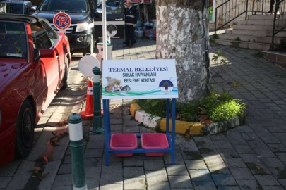 Termal’de Sokak Hayvanlarına Beslenme Noktası