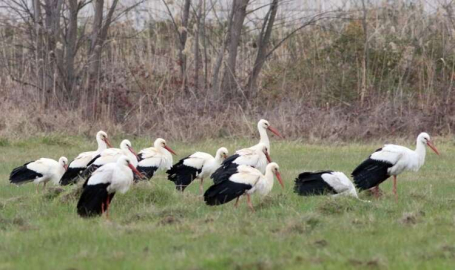 Leylekler Hersek Lagününe Geldiler